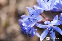 Першоцвіт проліск (сцилла) першоцвіт