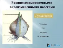 Першоцвіт проліск (сцилла) сцилла