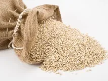 Перловка користь та шкода для організму організму