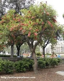 Площа Каталонії та бульвар Рамбла Каталонії