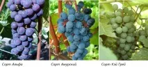 Посадка, догляд, вирощування сортів винограду для Підмосков’я сортів