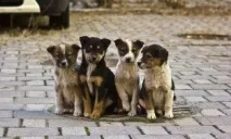 Чи поповнить Дзержинськ список міст, що перейшли на гуманний спосіб вилову бездоглядних тварин міст