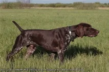 Породні стиляги собака
