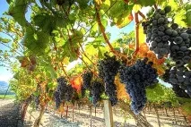 Посадка, догляд, вирощування сортів винограду для Підмосков’я сортів