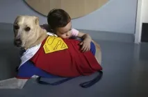 собаки