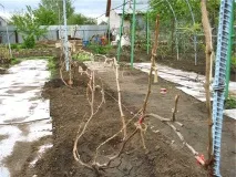 Посадка, догляд, вирощування сортів винограду для Підмосков’я догляд