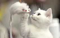 Привіт милашка Милашка