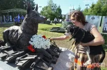 Пси війни війни