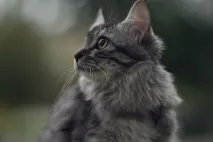 Привіт милашка Милашка
