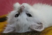 Привіт милашка Б@КЛ@Ж@НЧИК