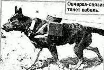Пси війни біля
