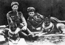 Пси війни біля