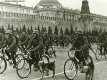 Пси війни біля