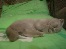 Привіт милашка Милашка