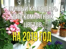 маринад