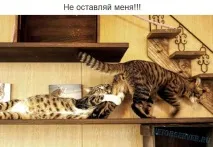 нальотом