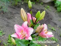 Розмноження лілій лусочками цибулин - Віденська дача цибулин