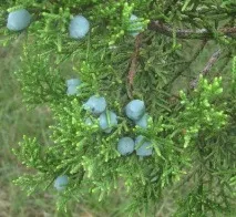 Різновид ялівцю фото та догляд різновид