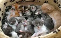 Скільки живуть коти особливості, цікаві факти та відгуки коти