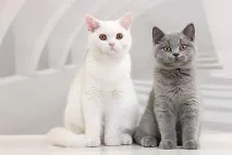 Скільки живуть коти особливості, цікаві факти та відгуки скільки