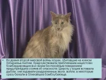 котката