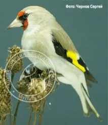 goldfinches