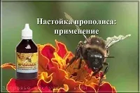 Зміст Здоров’я як зусилля волі, Здоров’я як зусилля волі домашніх