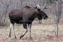 Вірші для диких тварин для дітей 5-6 років років