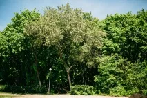 Стара Загора про що мовчить болгарська вулиця - Велика Село загора