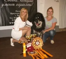 ВІДРАЗУ ДВІ ВИСТАВКИ СОБАК РЕГІОНАЛЬНОГО РІВНЯ ПРОЙШЛИ У БРАТСЬКУ виставки