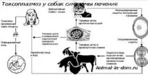 Токсоплазмоз у собак симптоми лікування, Лікування свійських тварин токсоплазмоз