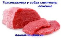 Токсоплазмоз у собак симптоми лікування, Лікування свійських тварин симптоми