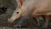 земляна