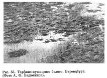Тундрові ґрунти ґрунти
