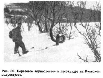 Тундрові ґрунти тундрі
