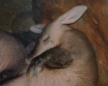 його