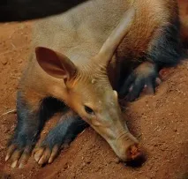 дуже