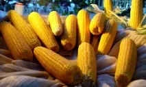 Вас лякає абревіатура – ГМО А що ж за нею ховається ховається