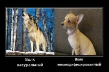 Вас лякає абревіатура – ГМО А що ж за нею ховається лякає