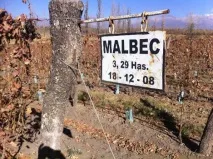 Виноробство Аргентини, Good Wine аргентини