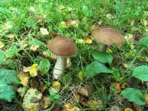 Велопрогулянки Стара Малинівка, Грем’ячка, Нова Малинівка (1 частина), Блог Вятские Поляны велопрогулянки