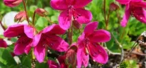 ВУЛКАН ВАЧКАЖЕЦЬ, Камчатський Тур камчатський