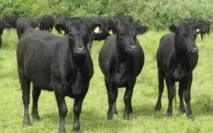 У Воронезькій області з’явиться стадо корів за 6 млрд рублів. області