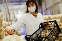У Волгоградській області зайнялися вирощуванням грибів - AgroXXI зайнялися