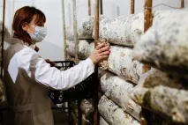 У Волгоградській області зайнялися вирощуванням грибів - AgroXXI грибів