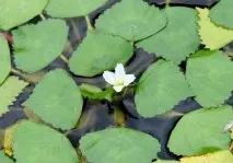 Водяний горіх горіхи