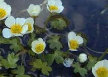 Водні рослини та риби рослини
