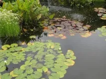 Водні рослини та риби, Все про лов риби водні