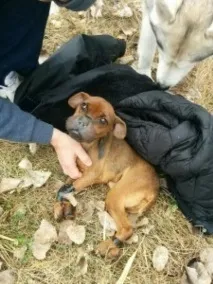 Ось, що стало з живодером, який прирік собаку на моторошну смерть - 14 ФОТО живодером