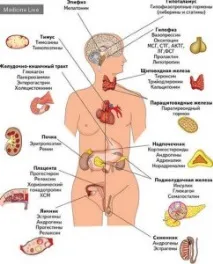 Жіночі гормони, Lady з - родзинкою гормони